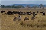 Zebras and buffalos